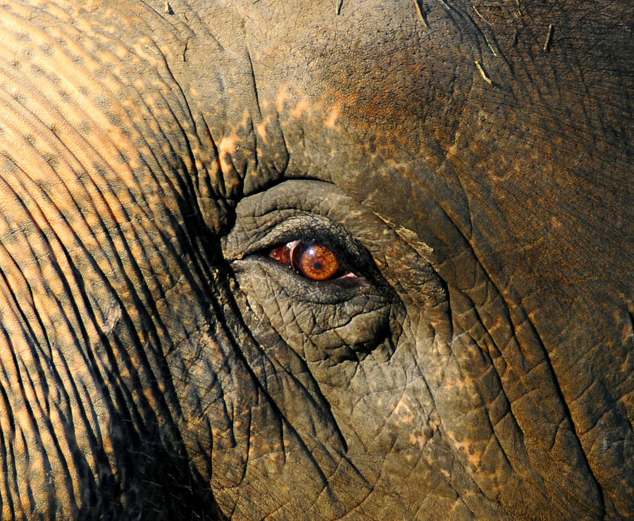 Eye of the Elephant #2 Photograph by David Lee Thompson