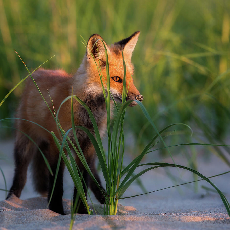 Fox Photograph - Eye of the Fox #2 by Bill Wakeley