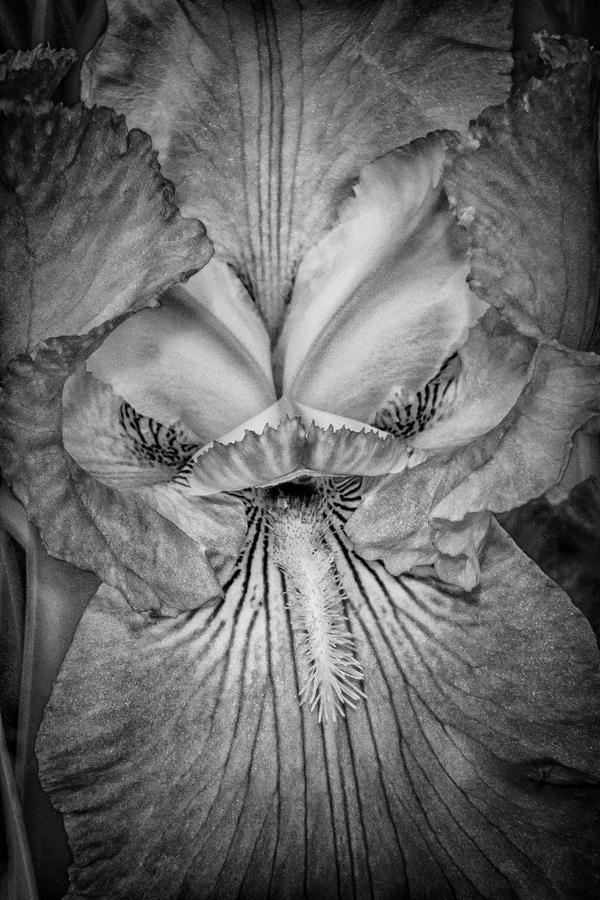 Eye of the Iris #1 Photograph by Judy Hall-Folde