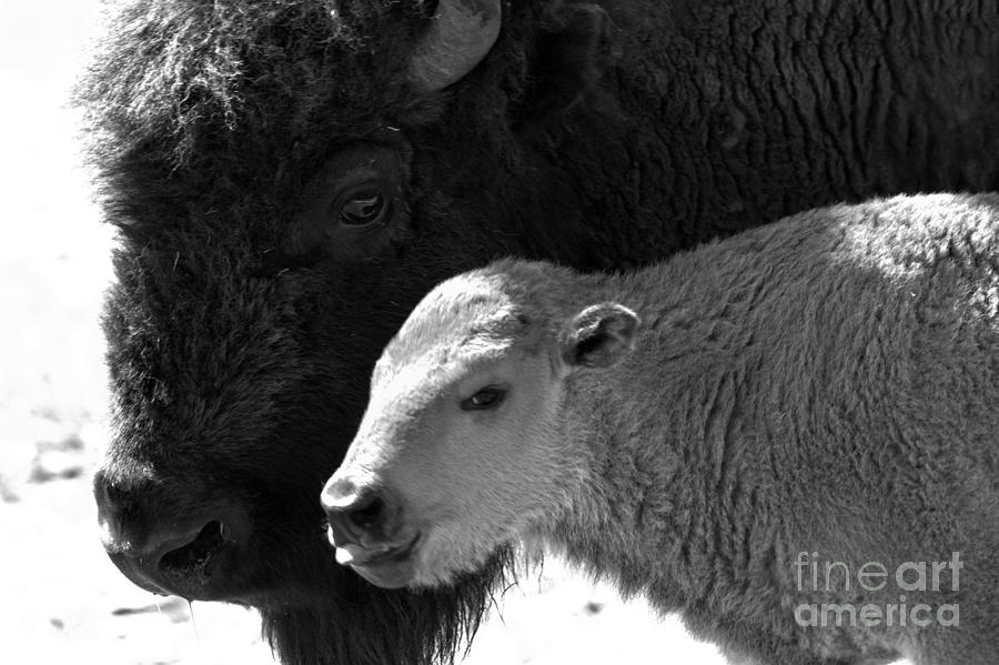 Eyes Of A Proud Mom Black And White #1 Photograph by Adam Jewell