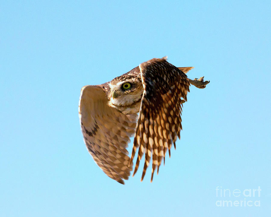 Owl Photograph - Eyes On #2 by Michael Dawson