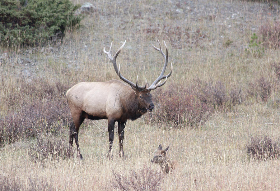 FAAbullelk111RMNP by Bruce Dunavin FAAbullelk111RMNP by Bruce Dunavin