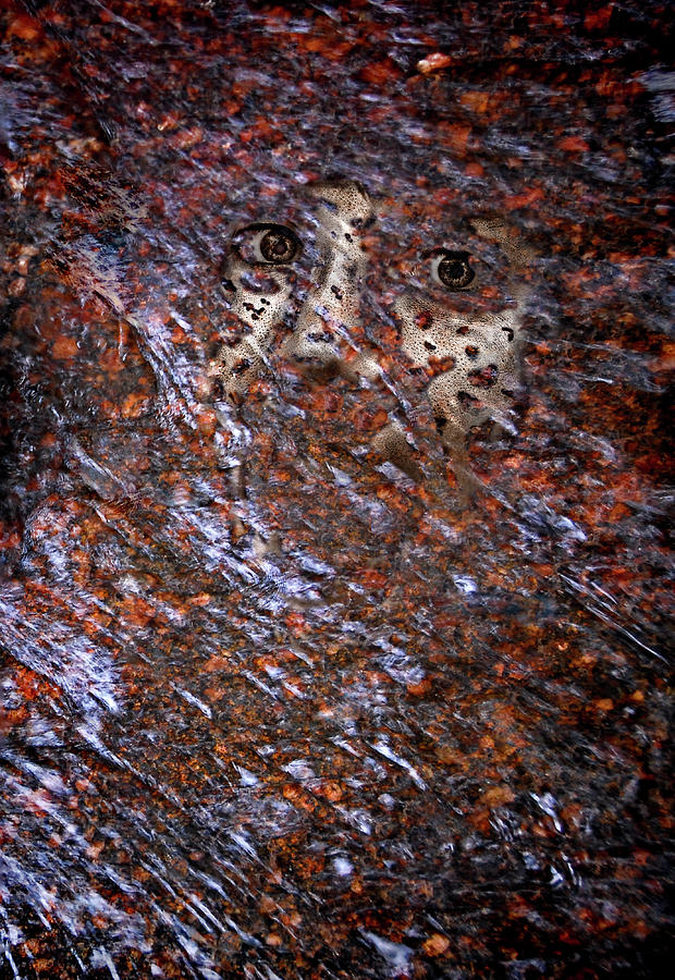 Face In The Stream Photograph