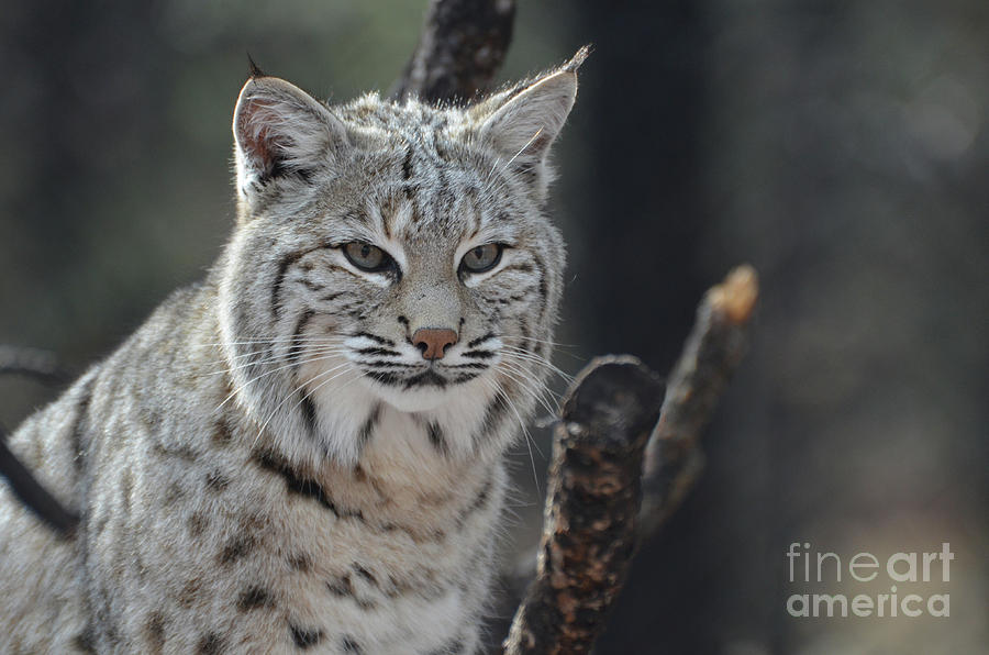 Face Of A Canadian Lynx Photograph By Dejavu Designs