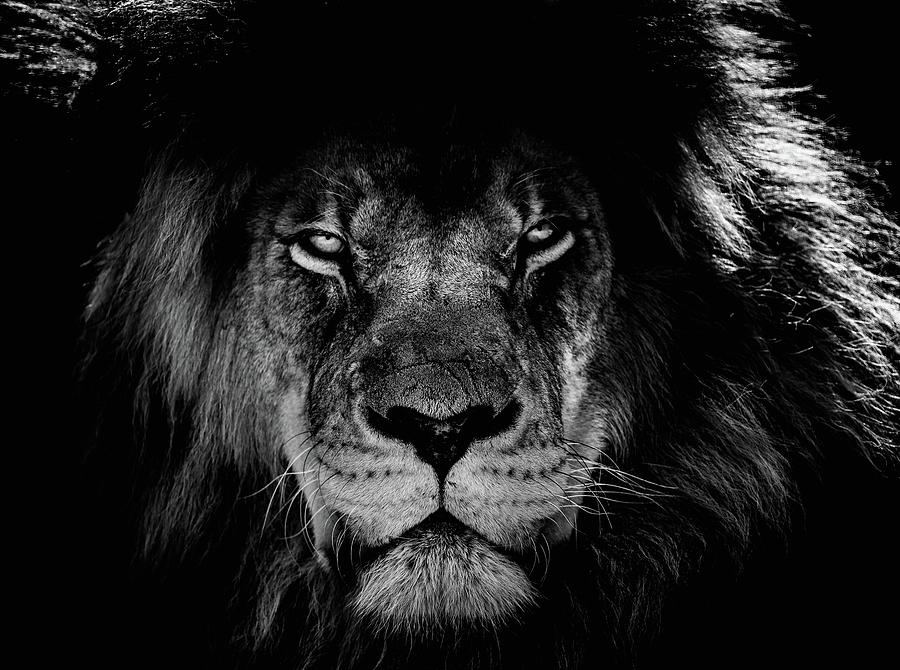 Wildlife Photograph - Face Of A King #1 by Mountain Dreams