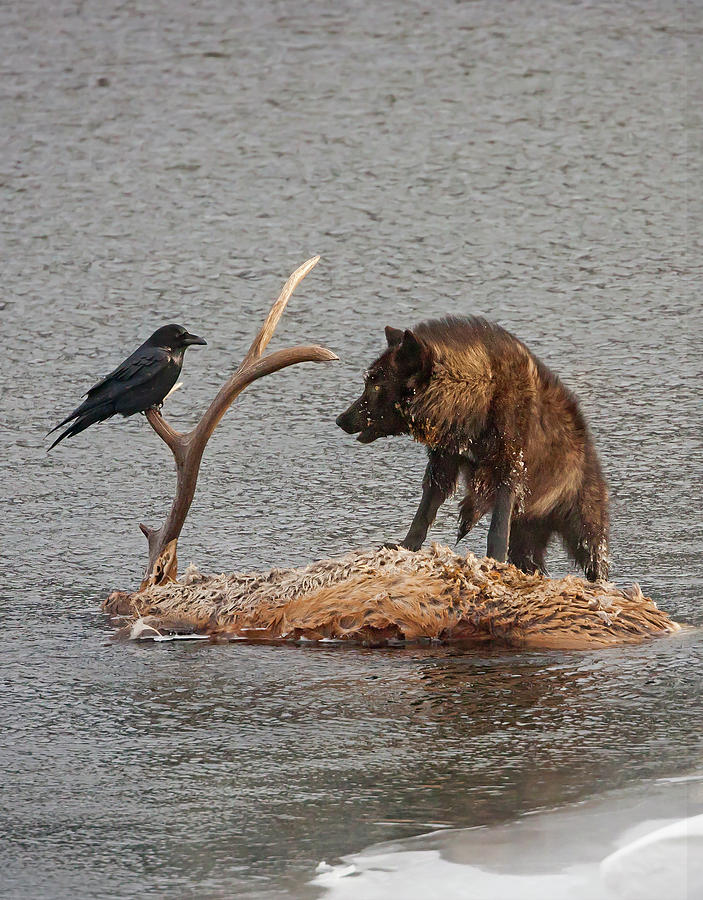 Face to Face Wolf and Raven Photograph by Mark Miller