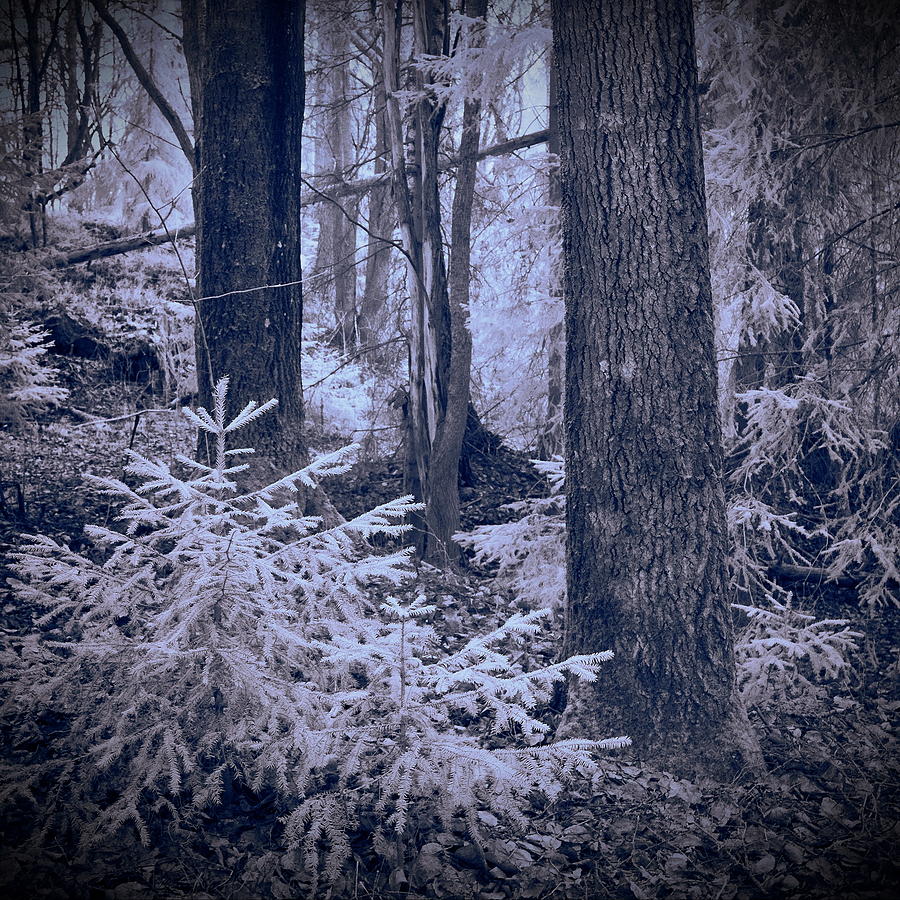 Fairy forest. Infrared Photograph by Jouko Lehto