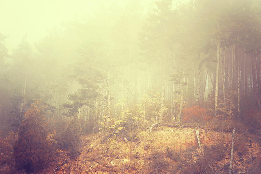 Fairy Woods #2 Photograph by Jenny Rainbow