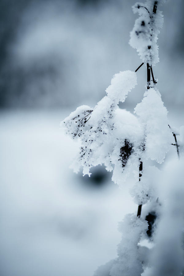 Winter Photograph - Fairytale  #1 by Aldona Pivoriene