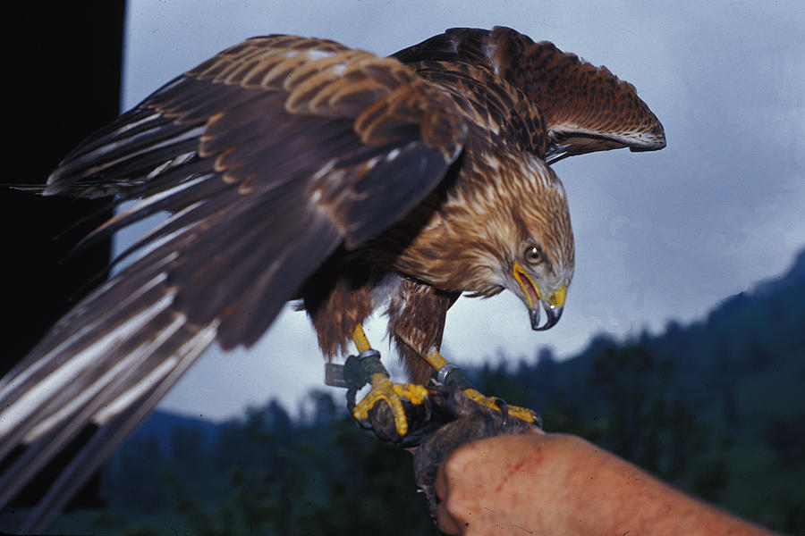 Falcon Photograph - Falcon #1 by Carl Purcell