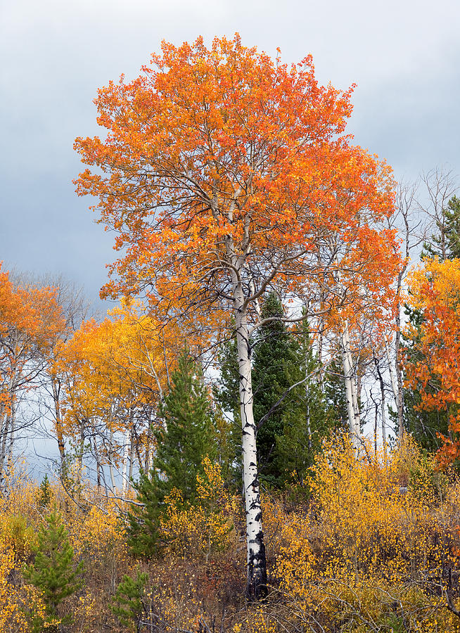 Fall Aspen Trees #1 Photograph by Gary Langley