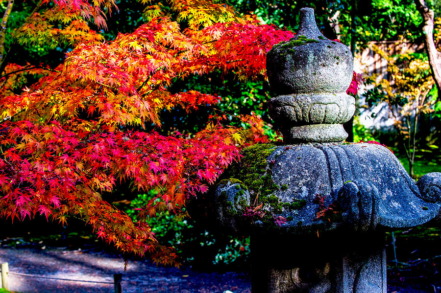 Fall color - Japanese maple #2 Photograph by Hisao Mogi