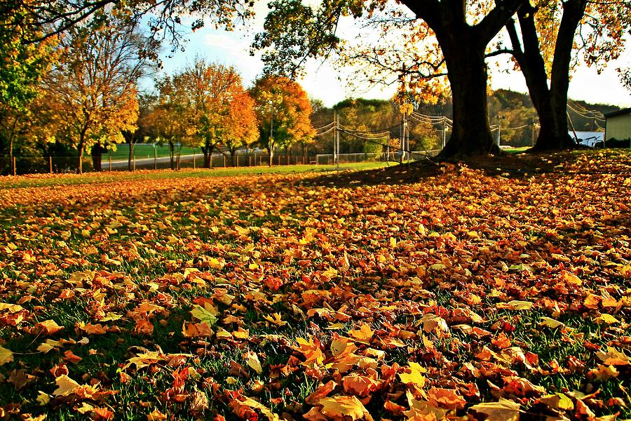 Fall Colors 2 Photograph