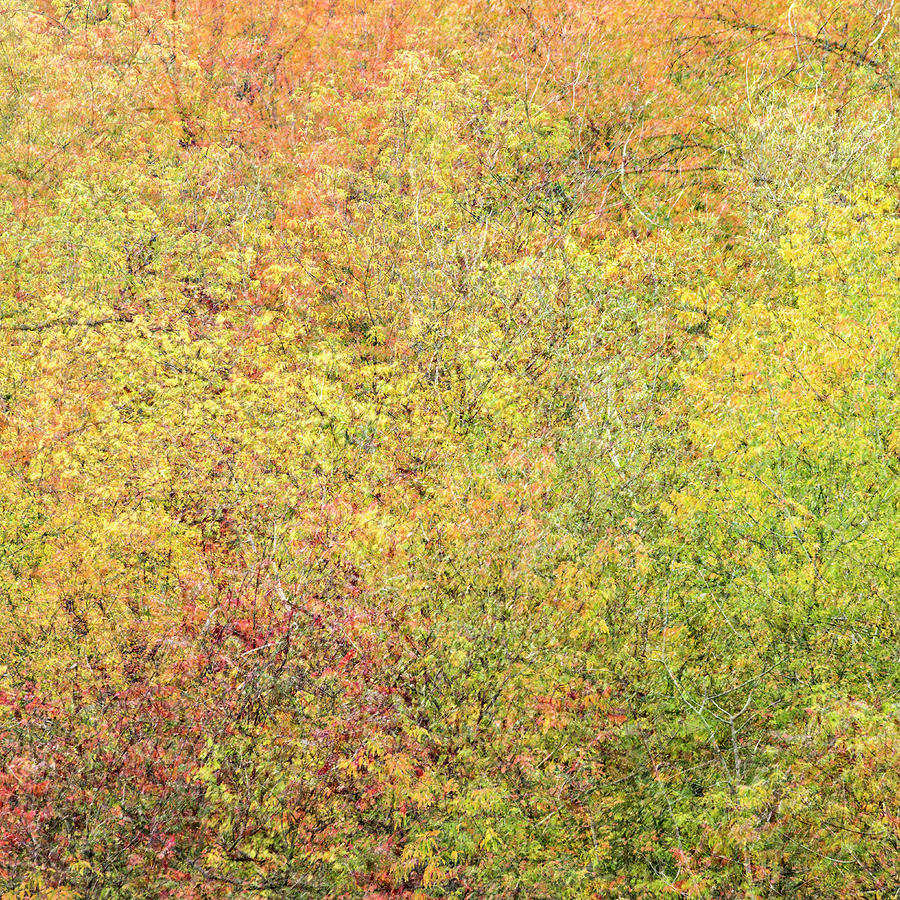 Fall Colors - Abstract #2 Photograph by Shankar Adiseshan