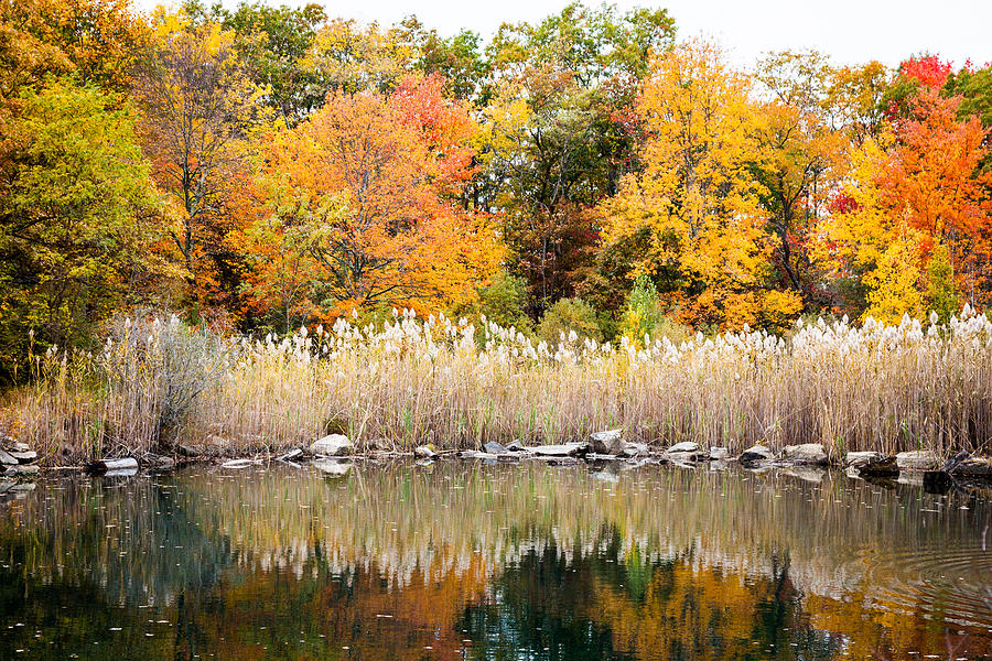 Fall Photograph - Fall Colors #1 by Alexander Mendoza