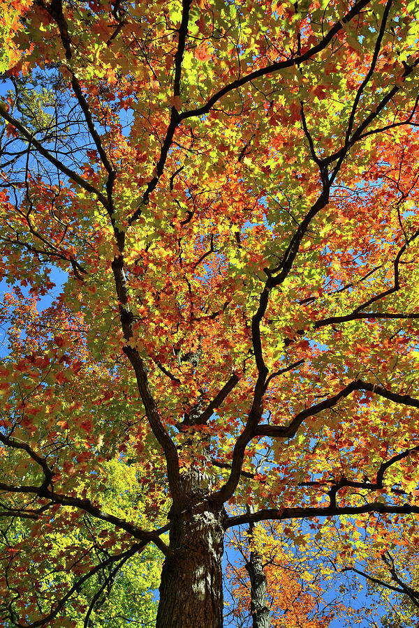 Fall Colors Along Des Plaines River Photograph