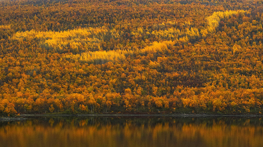Fall Colors in the Arctic #1 Photograph by Pekka Sammallahti