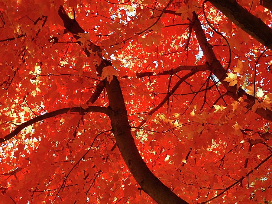 Fall Colors #1 Photograph by Jennifer Wheatley Wolf
