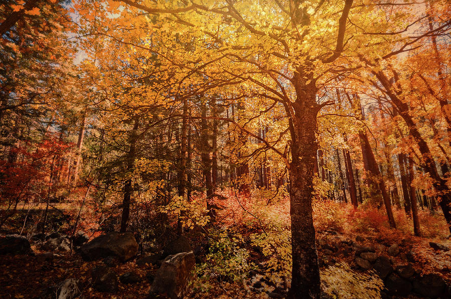 Fall Colors  #1 Photograph by Saija Lehtonen