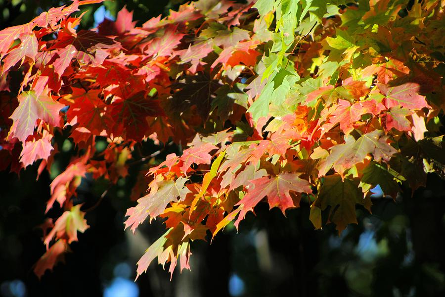 Fall Colors Photograph