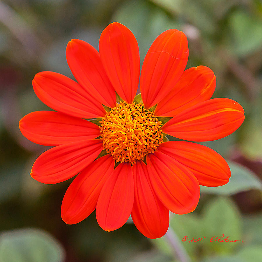 Fall Flower #1 Photograph by Ed Peterson