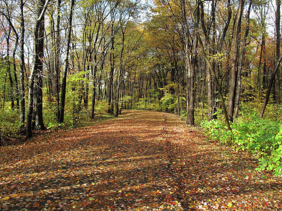 Fall Foliage and Path #1 Photograph by Frank Romeo