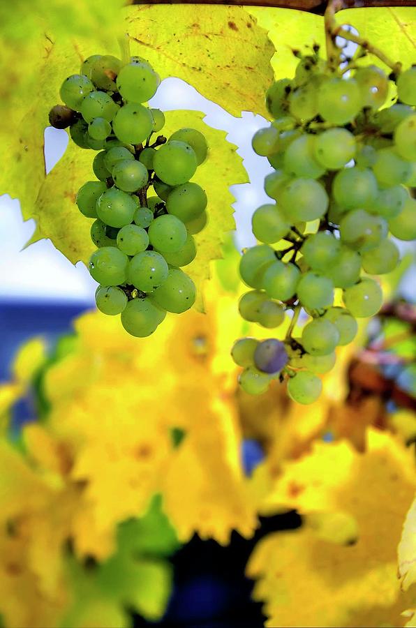 Fall Grapes #1 Photograph by Jerry Sodorff