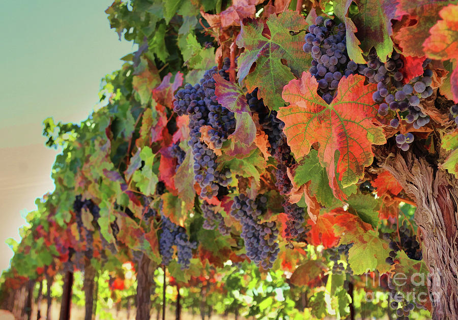 Fall Harvest Wine Vineyard with Grapes #1 Photograph by Stephanie Laird