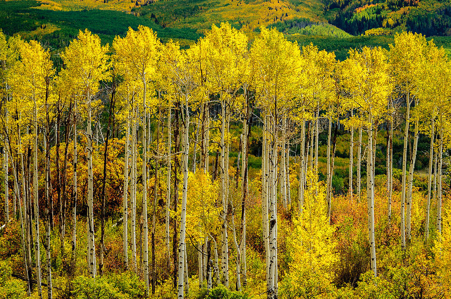 Fall In Line Photograph by Greg Fugate