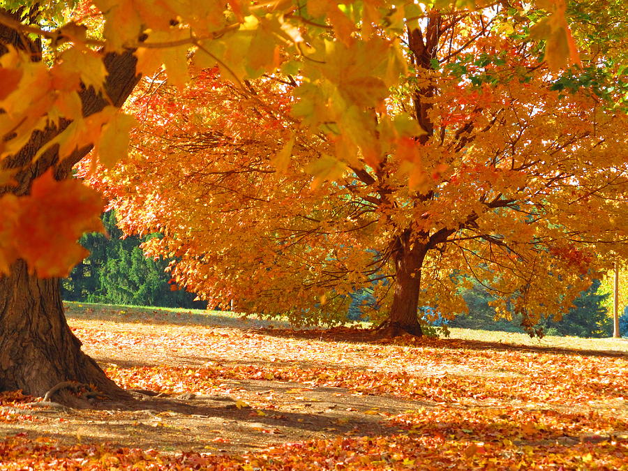 Fall In The Park #6 Photograph