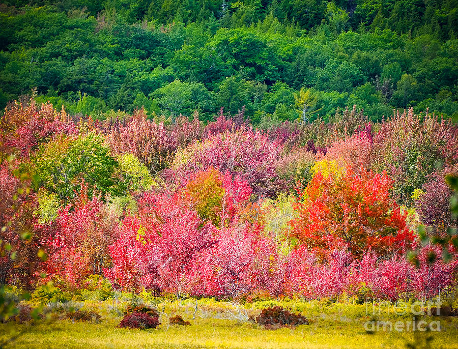 Step Into Autumn Photograph by Anna Serebryanik