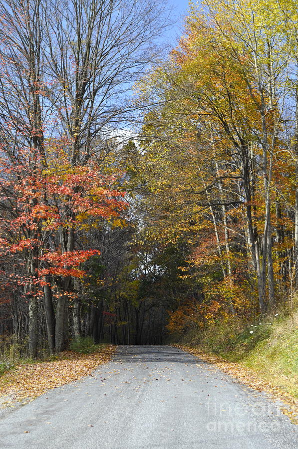 Fall Lane Photograph by Penny Neimiller - Fine Art America