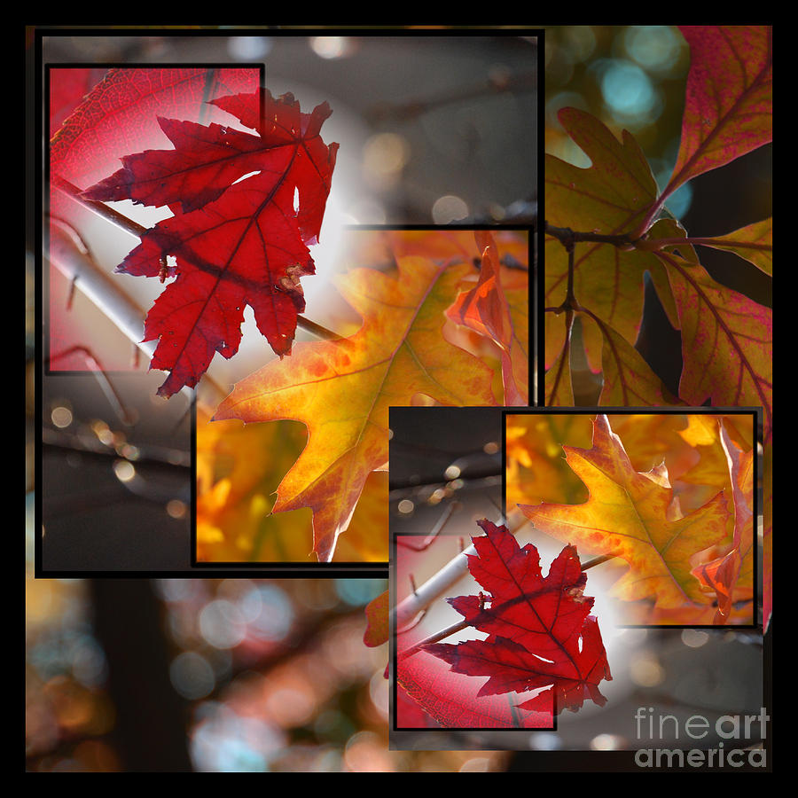 Fall Leaf Collage #2 Photograph by Janis Knight