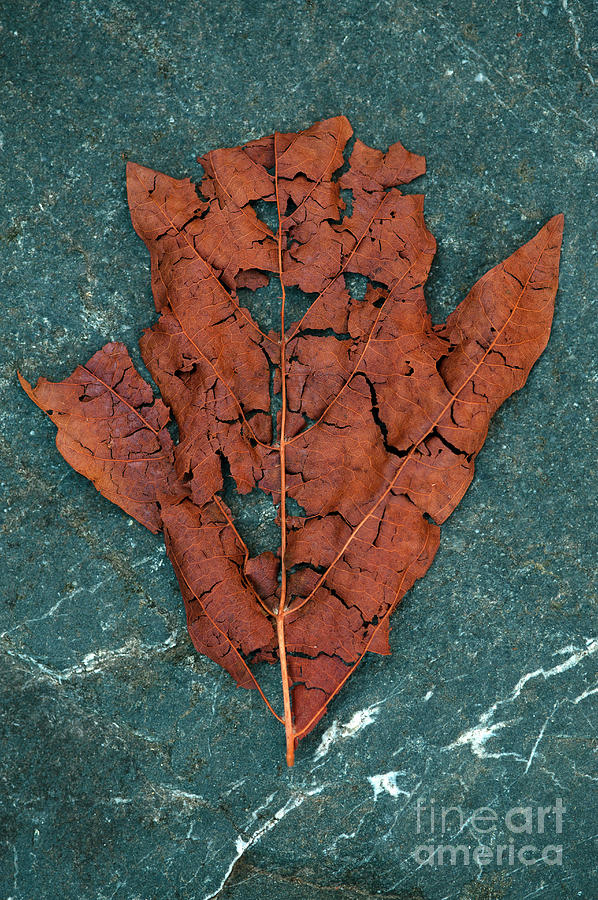 Fall Leaf Decaying #1 Photograph by Jim Corwin