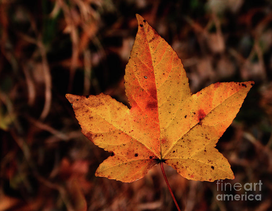 Fall Leaf #2 Photograph by Karen Harrison Brown