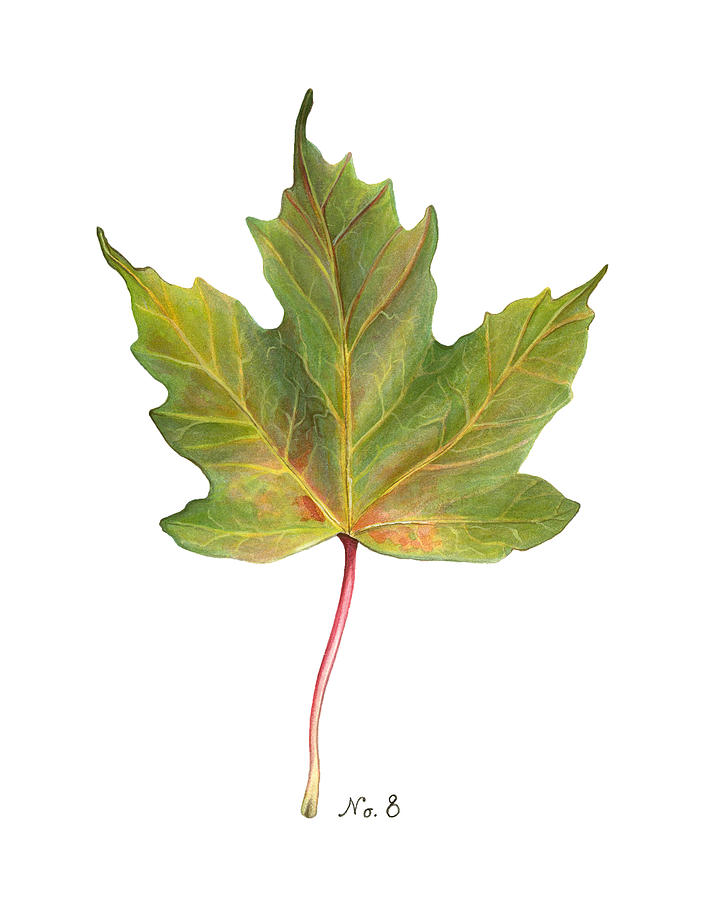 Fall Painting - Fall Leaf No. 8 #1 by Kelsey Wilson