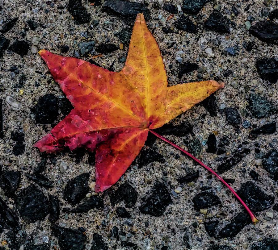 Fall Leaf on Sidewalk #1 Photograph by Robert Ullmann