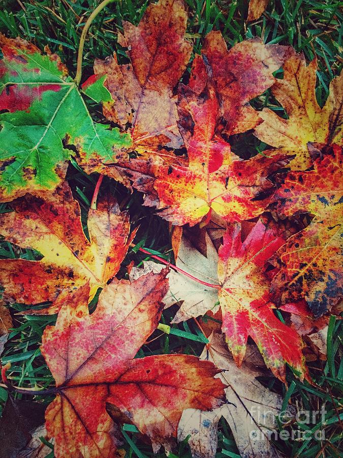 Fall Leaves Photograph by Anthony Smith - Fine Art America