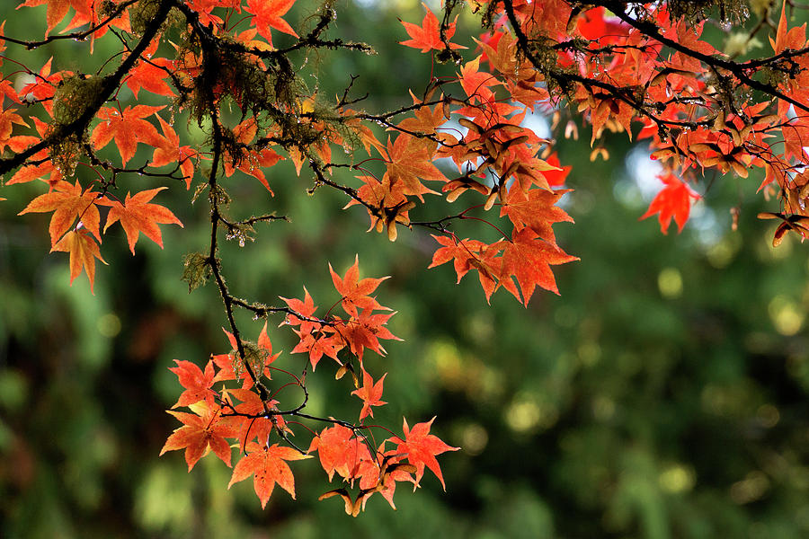 Fall leaves #4 Photograph by Inge Riis McDonald