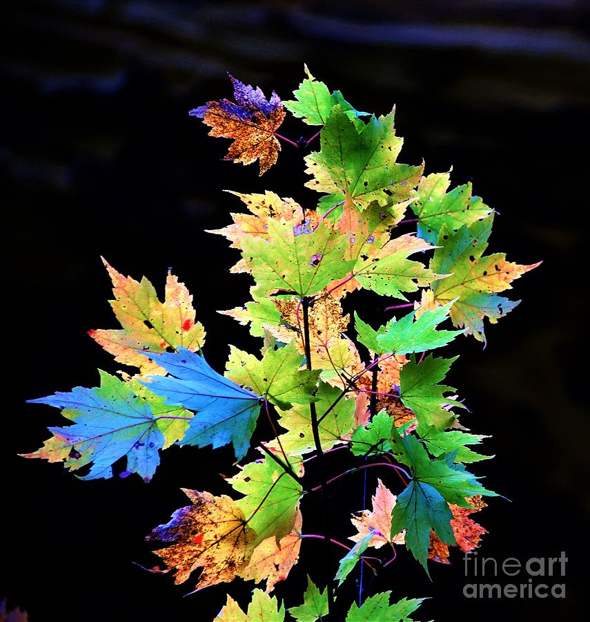 Fall Leaves Photograph by Merle Grenz
