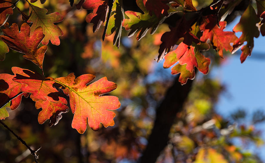 Tree Photograph - Fall Leaves #1 by Naga Bhargav Garaga
