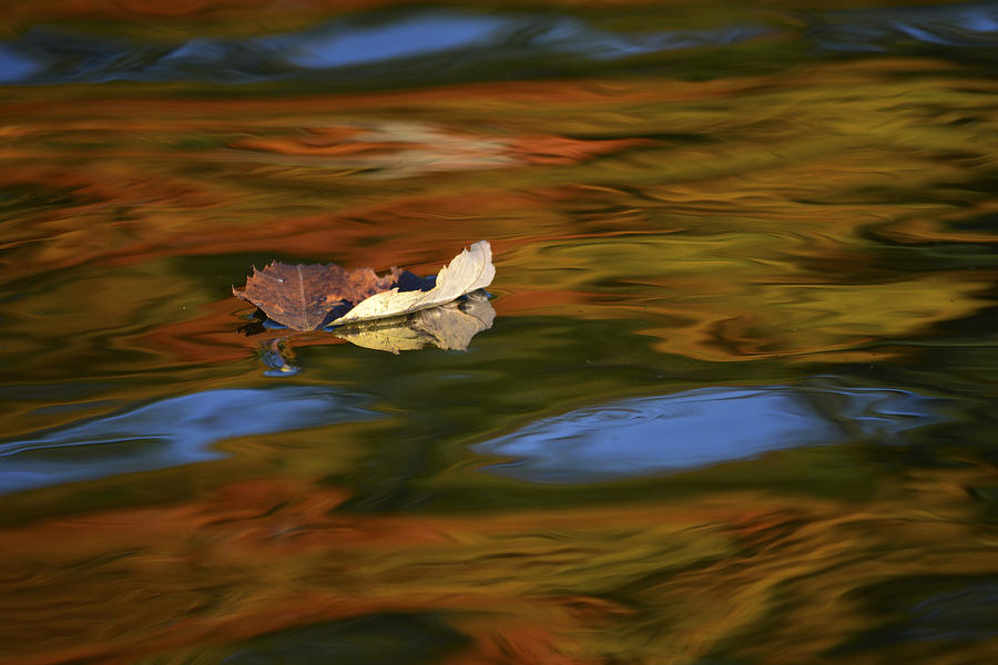 Fall Reflections #1 Photograph by Forest Floor Photography