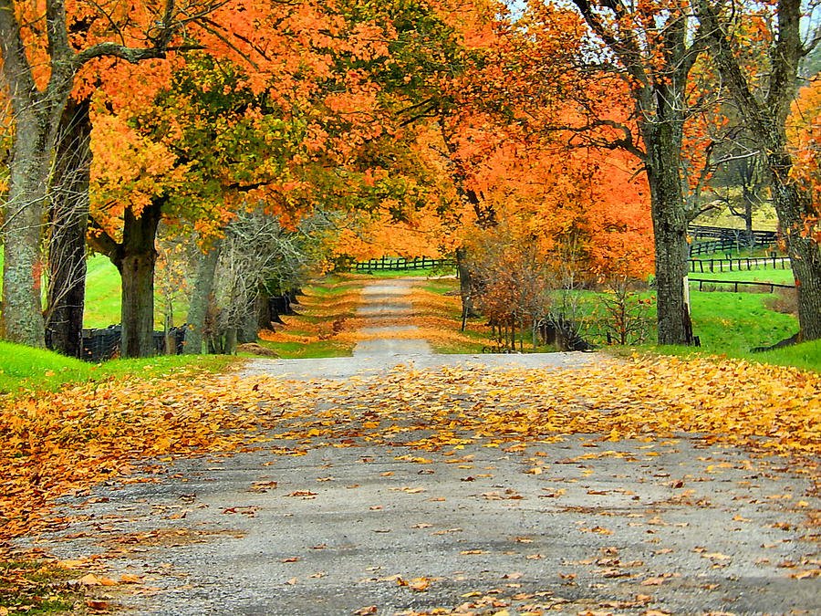 Fall Road Photograph by Bob Welch - Fine Art America