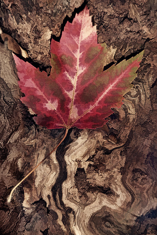 Fallen Leaf #1 Photograph by Leda Robertson