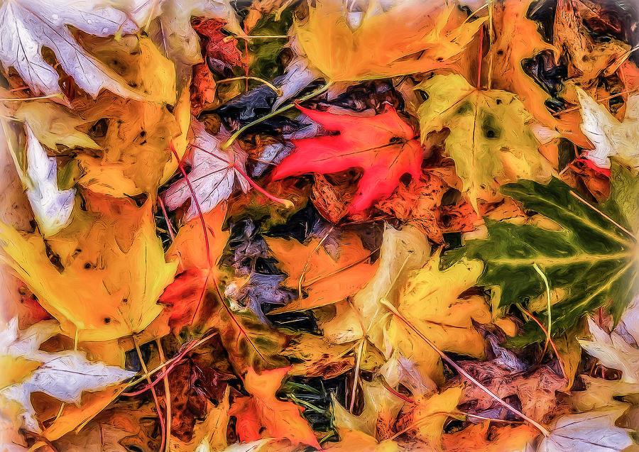 Fallen Leaves #1 Photograph by Dennis Bucklin