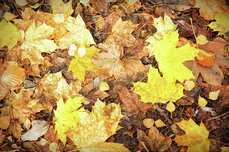 Fallen Leaves #1 Photograph by Roy Pedersen
