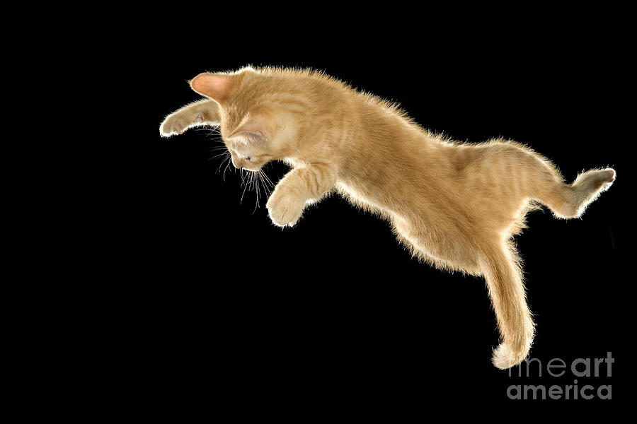 Falling Cat #1 Photograph by Jean-Michel Labat