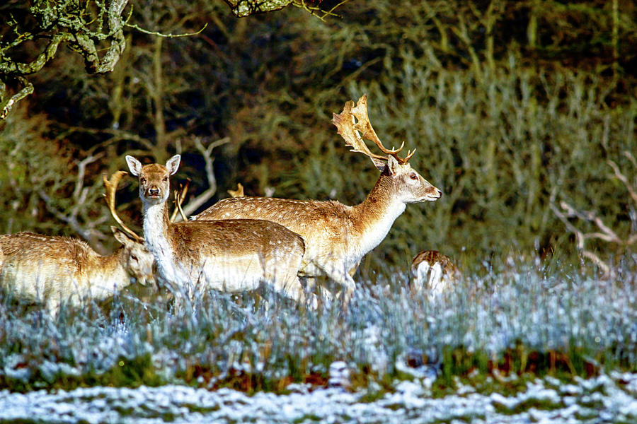 Fallow deer in England #1 Photograph by Chris Smith
