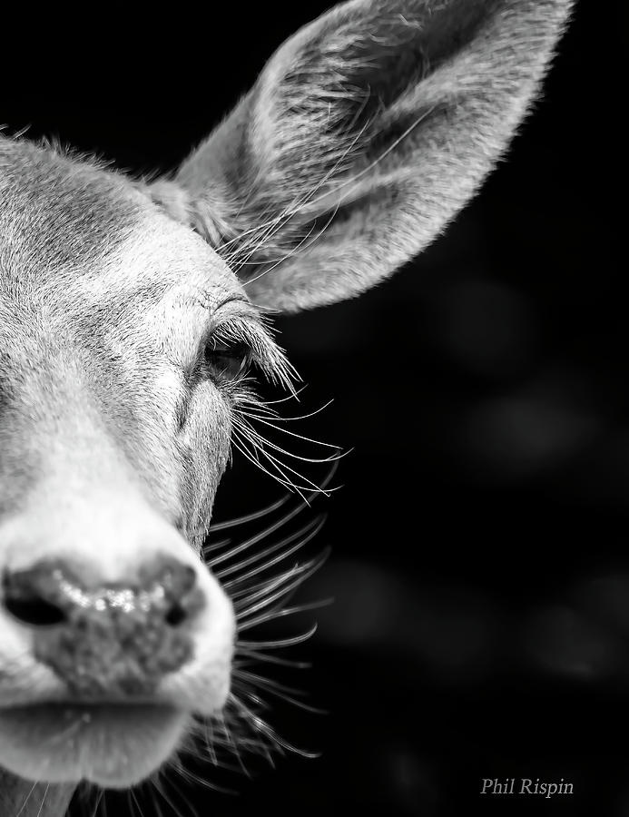 Game Park Photograph - Fallow Deer by Phil And Karen Rispin