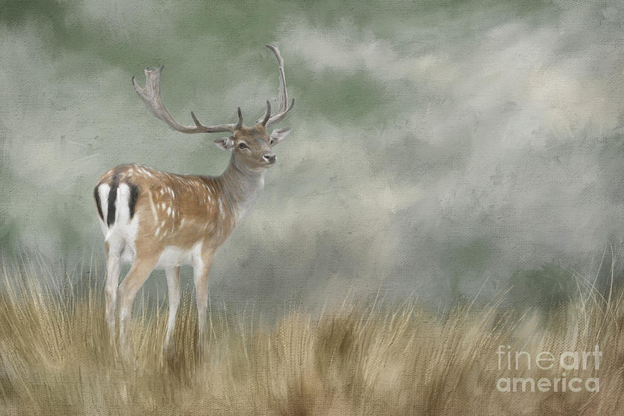 Fallow Deer Portrait II Digital Art by Jayne Carney